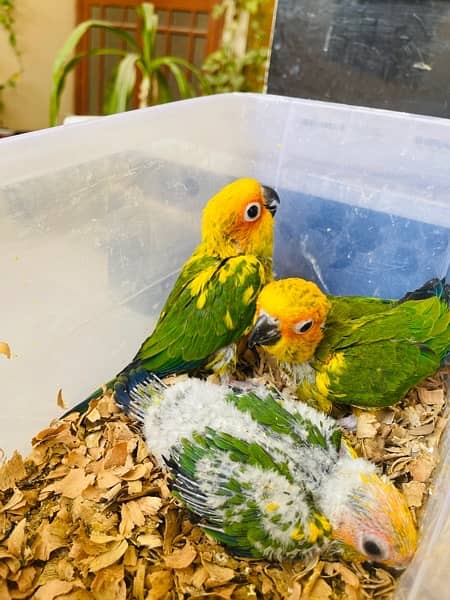 Sunconure & Lory Chicks 0