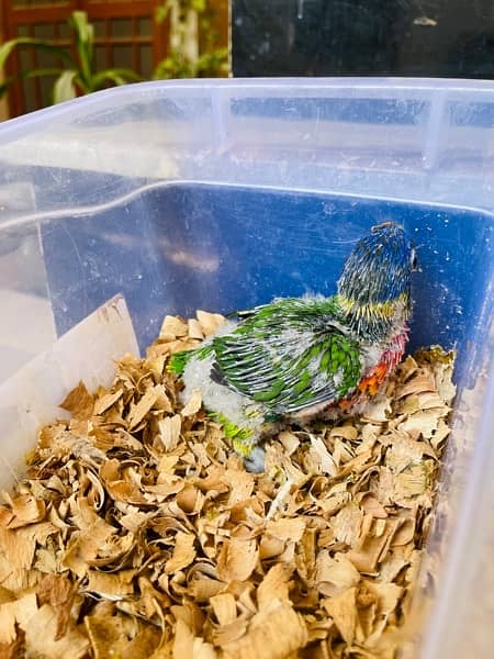 Sunconure & Lory Chicks 1