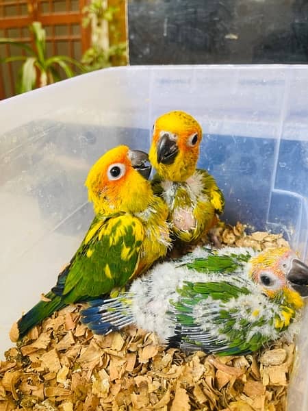 Sunconure & Lory Chicks 2