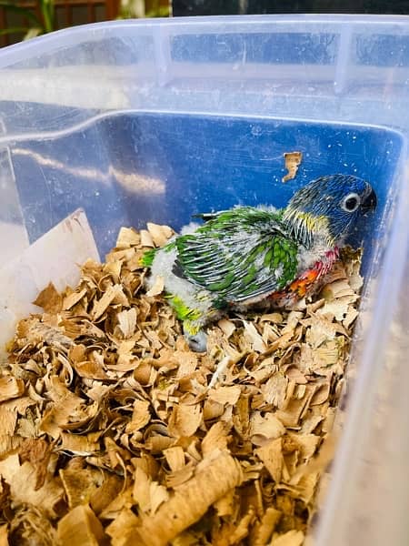 Sunconure & Lory Chicks 3