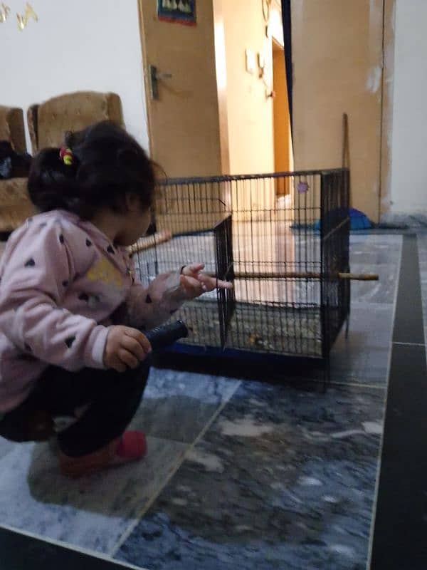 Cage pinjra for sale 2