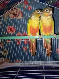 parrots 03157680474