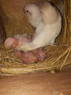 Albino Black Eye + 3 Chicks