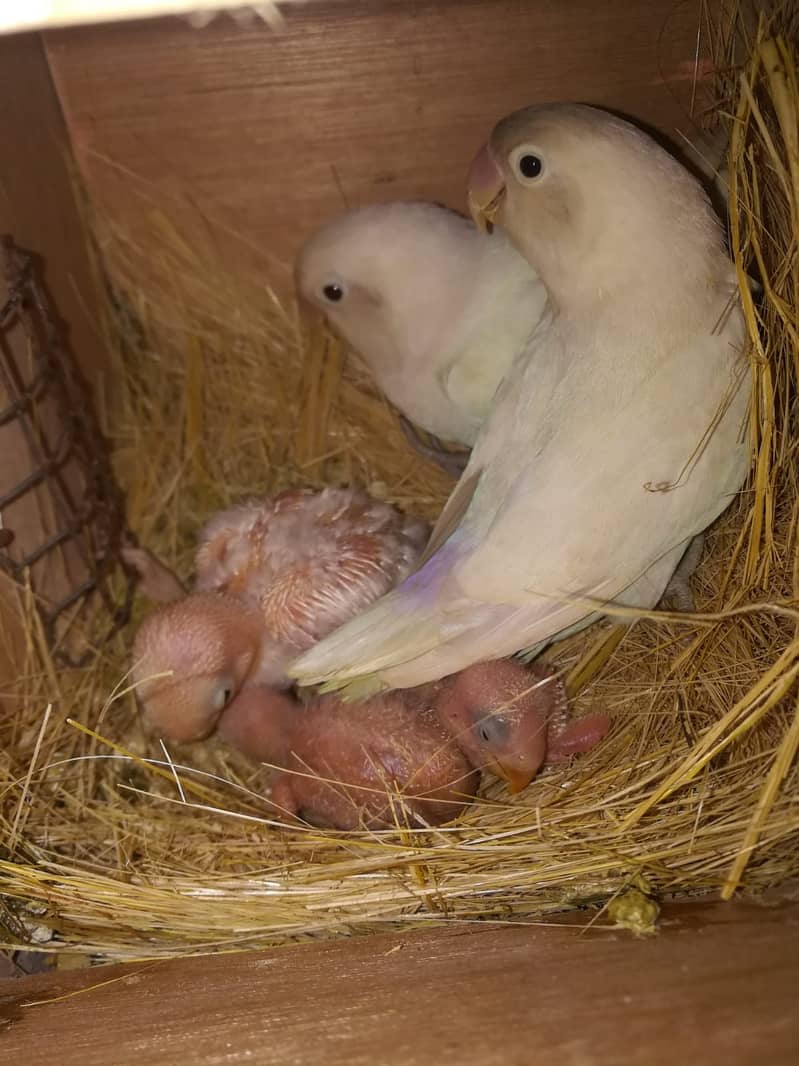 Albino Black Eye + 3 Chicks 1