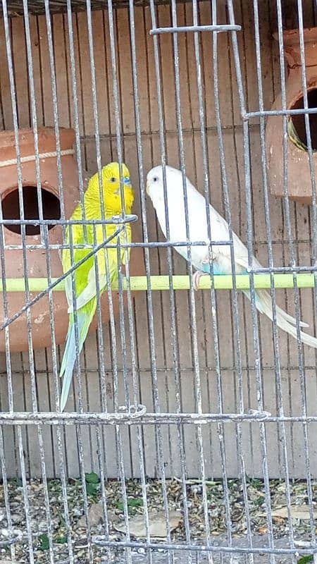 Australian Budgies pairs with chicks 0