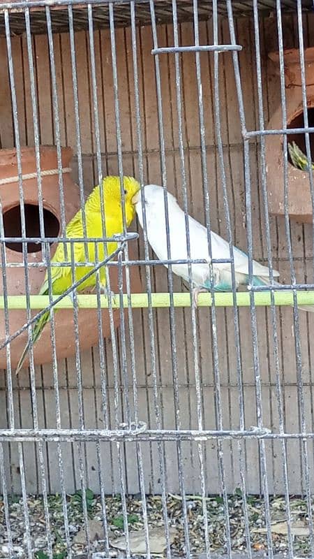 Australian Budgies pairs with chicks 1