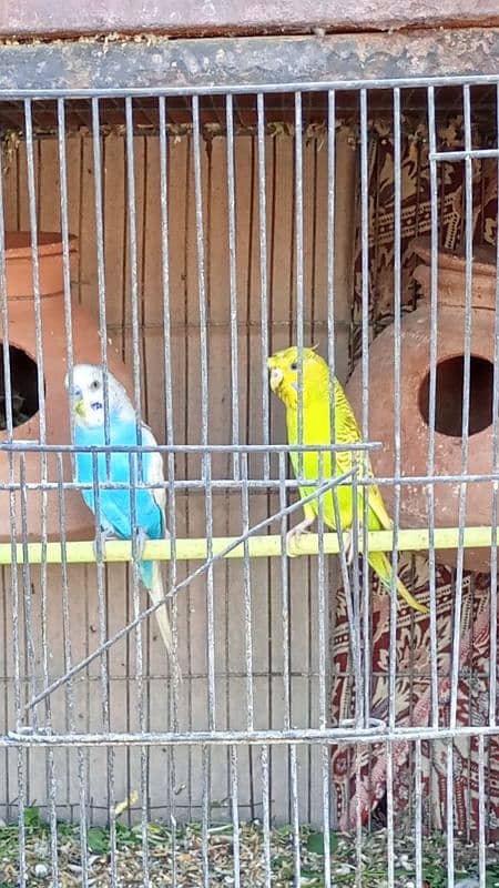 Australian Budgies pairs with chicks 2