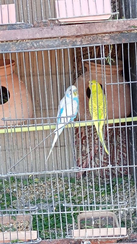 Australian Budgies pairs with chicks 3