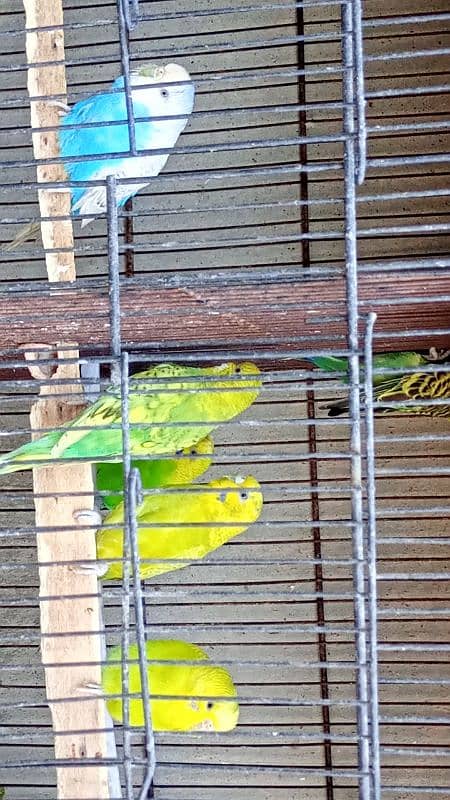 Australian Budgies pairs with chicks 4