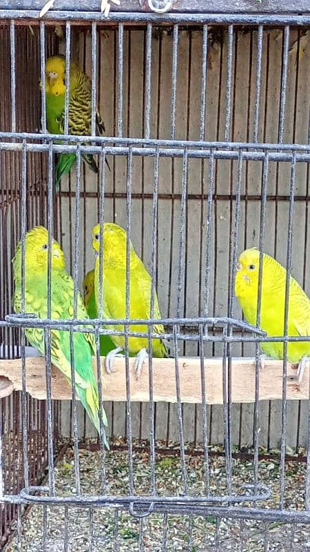 Australian Budgies pairs with chicks 5