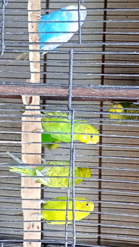 Australian Budgies pairs with chicks 6