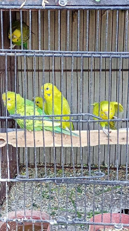 Australian Budgies pairs with chicks 7