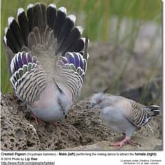 crusted dove breader pair