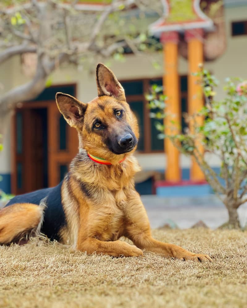 German shepherd 1