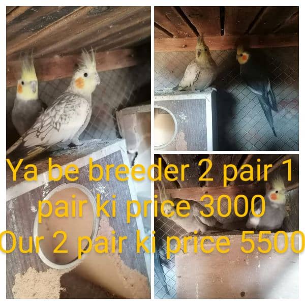 Albino black eyes breder pair Whatsapp nu 03400016144 4