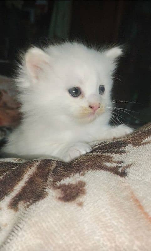 one month parsian catten for sale 0