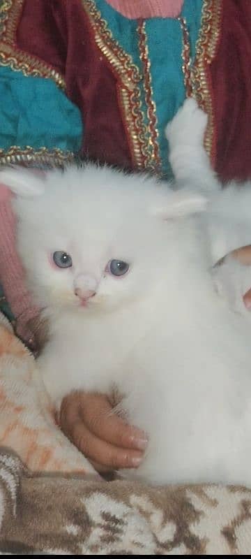 one month parsian catten for sale 1