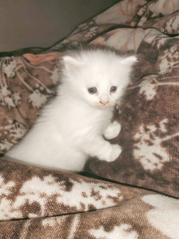 one month parsian catten for sale 4