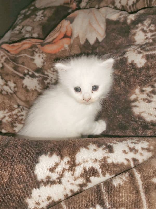 one month parsian catten for sale 6