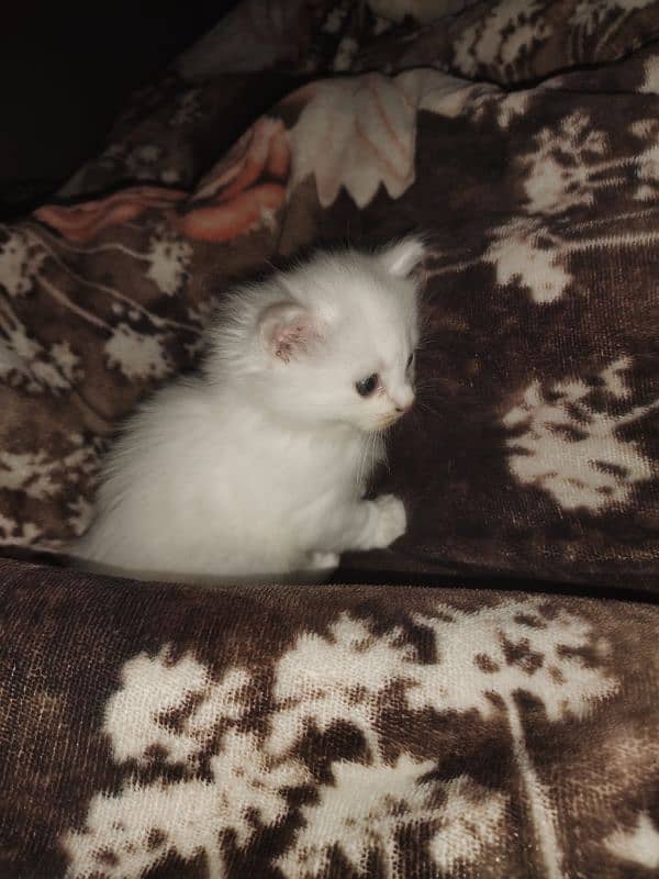 one month parsian catten for sale 7