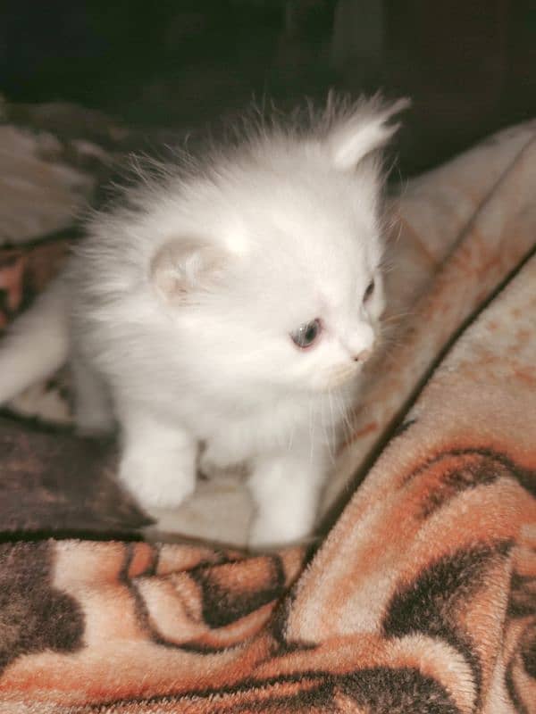 one month parsian catten for sale 8