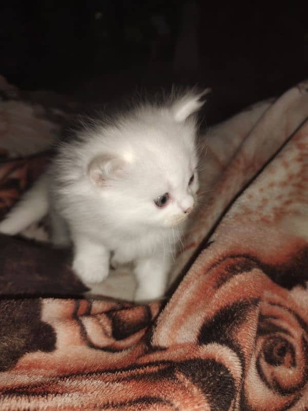 one month parsian catten for sale 9