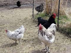 australorp heritage fertile eggs