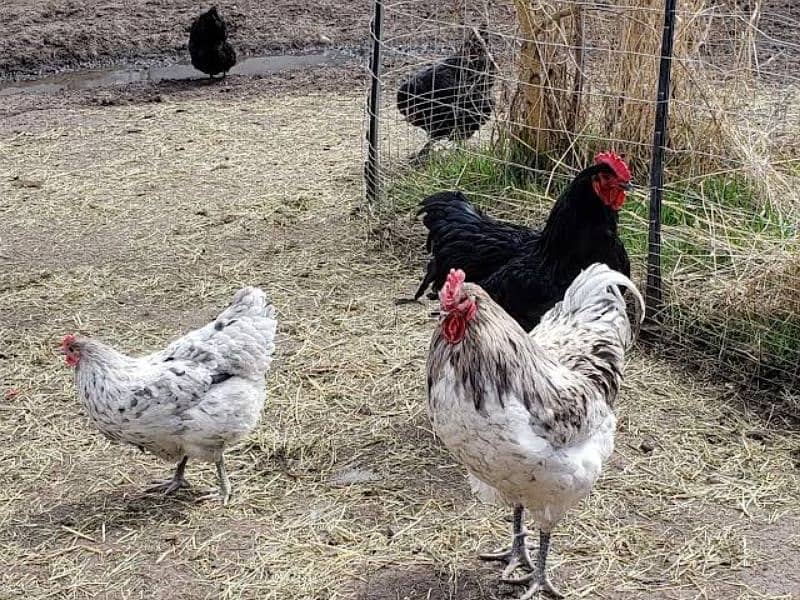 australorp heritage fertile eggs 0