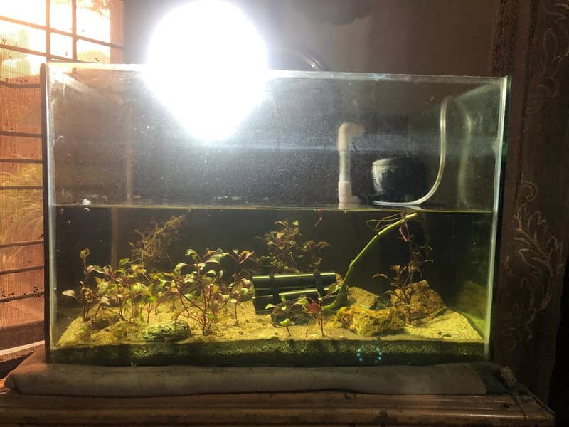 1.5-Foot Aquarium (6mm Glass) + 10W Power Filter for Sale – Lahore 0