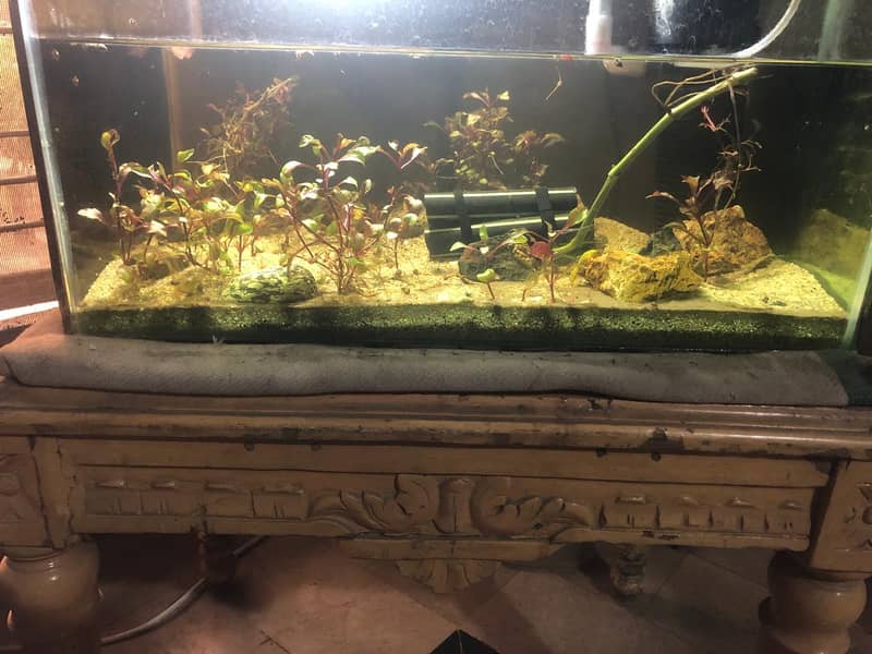 1.5-Foot Aquarium (6mm Glass) + 10W Power Filter for Sale – Lahore 3