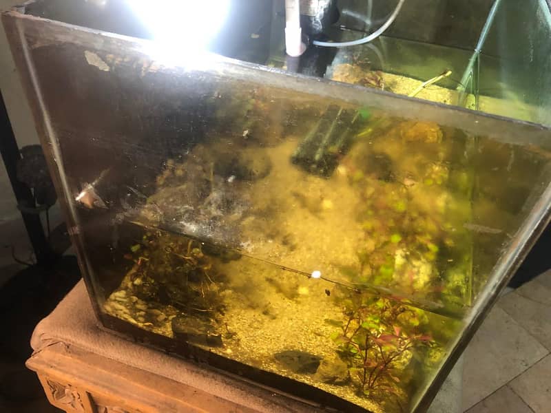 1.5-Foot Aquarium (6mm Glass) + 10W Power Filter for Sale – Lahore 5