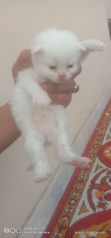 5 Persian Triple Coated Kitten 0