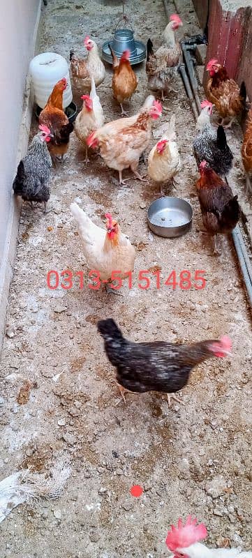 Egg laying Desi hen Anday wali Murgi 1