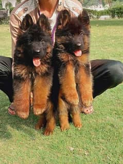 German shepherd puppies Double Coat My Whatsapp number 03479384891