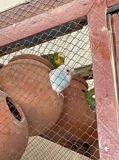 budgies available for sale