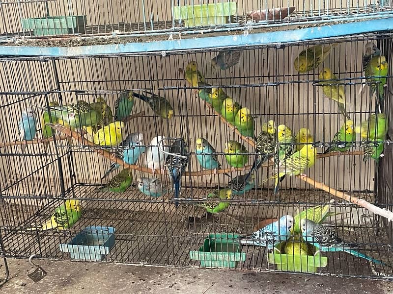 budgies available for sale 1