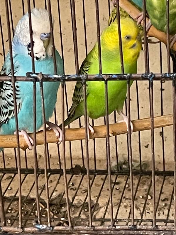 budgies available for sale 2