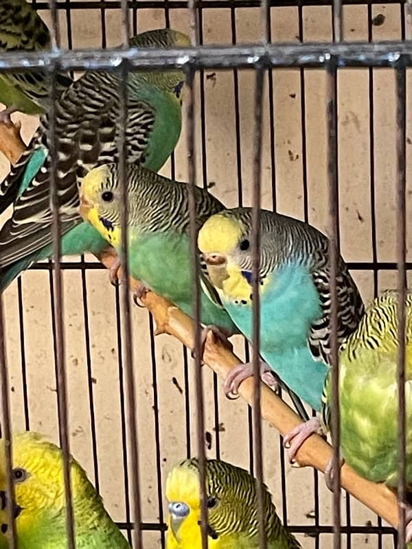 budgies available for sale 3