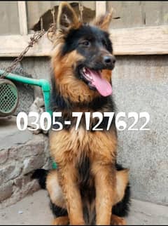 German shepherd 0305%7127+-622