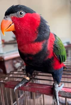 Parrot Talking Tamed Black cap lory