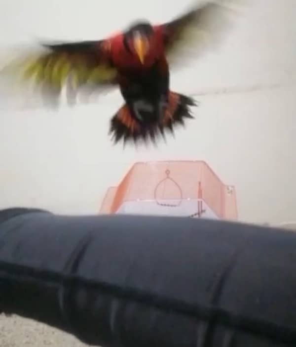 Parrot Talkin Tamed 8