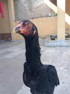 Japanese Pakoye Female