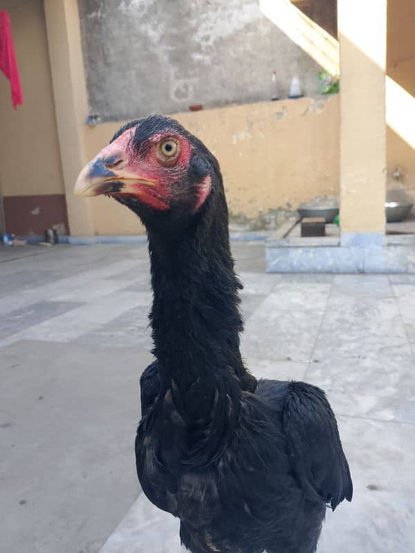 Japanese Pakoye Female 0