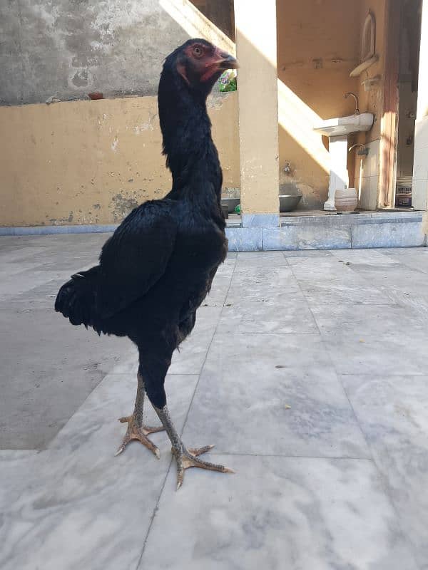 Japanese Pakoye Female 3