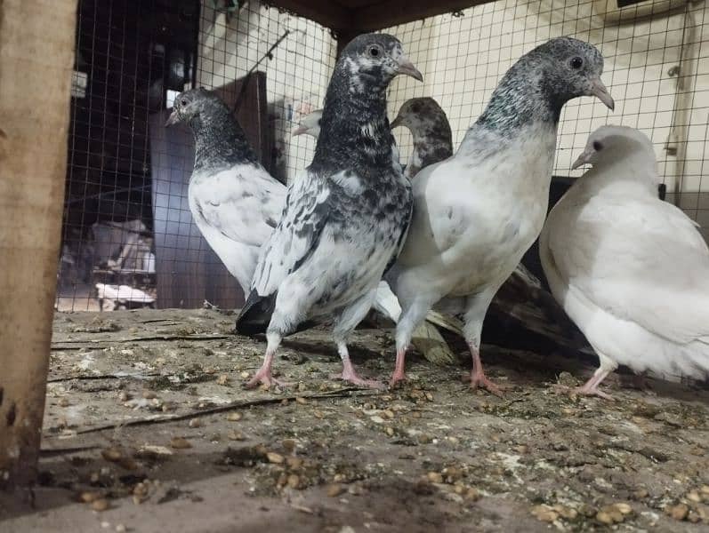 Baby pigeons,Breeder pigeons teddy,Sialkoti,fairozpuri 0