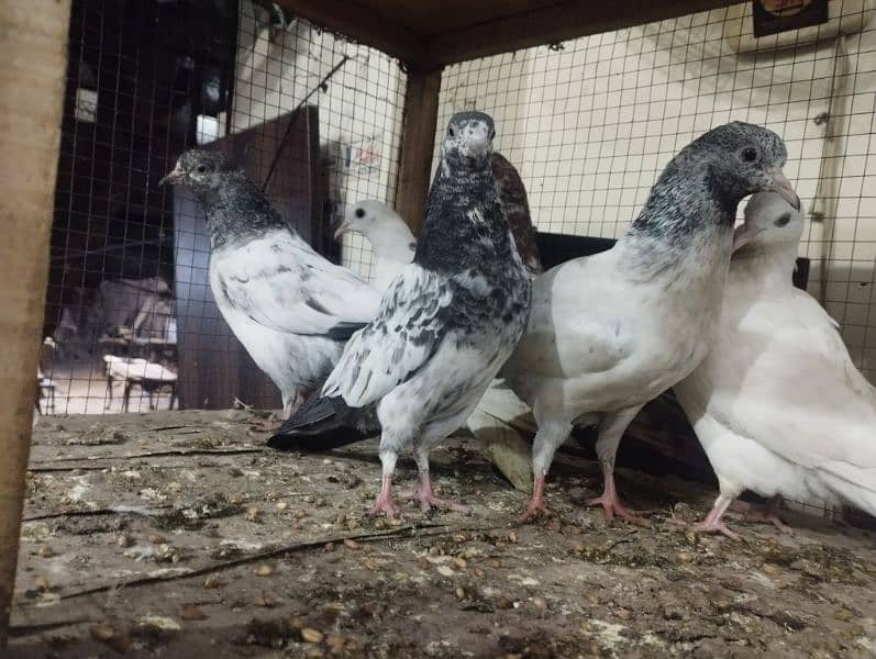 Baby pigeons,Breeder pigeons teddy,Sialkoti,fairozpuri 1