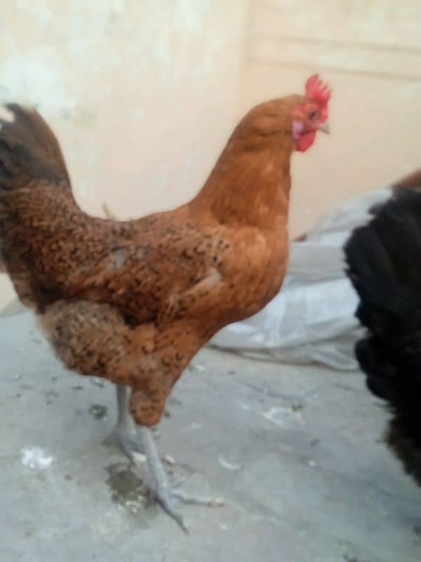 Three hen one cock pure desi 3