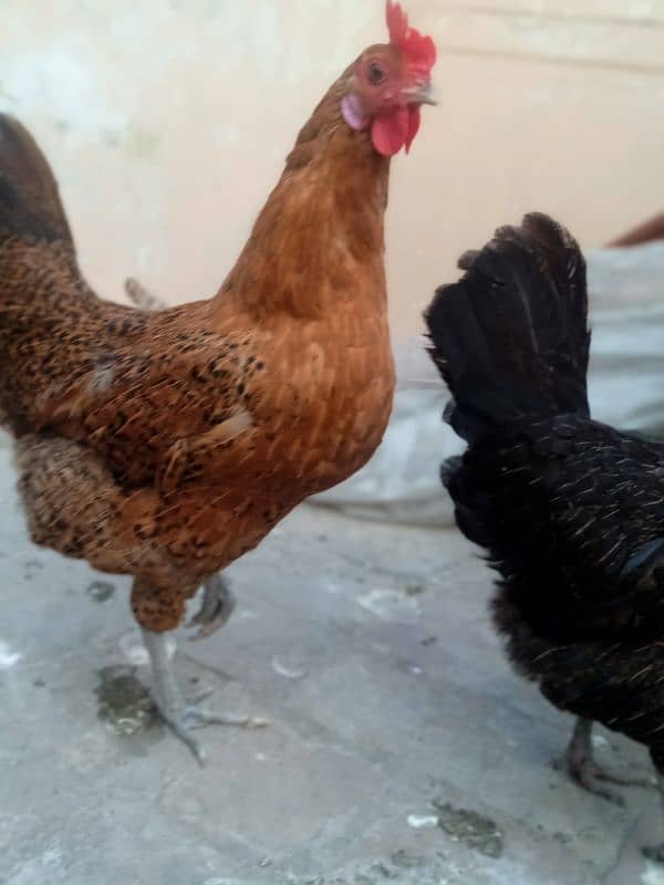 Three hen one cock pure desi 4