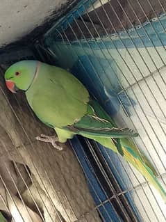 Breeding Pair Urgent sale