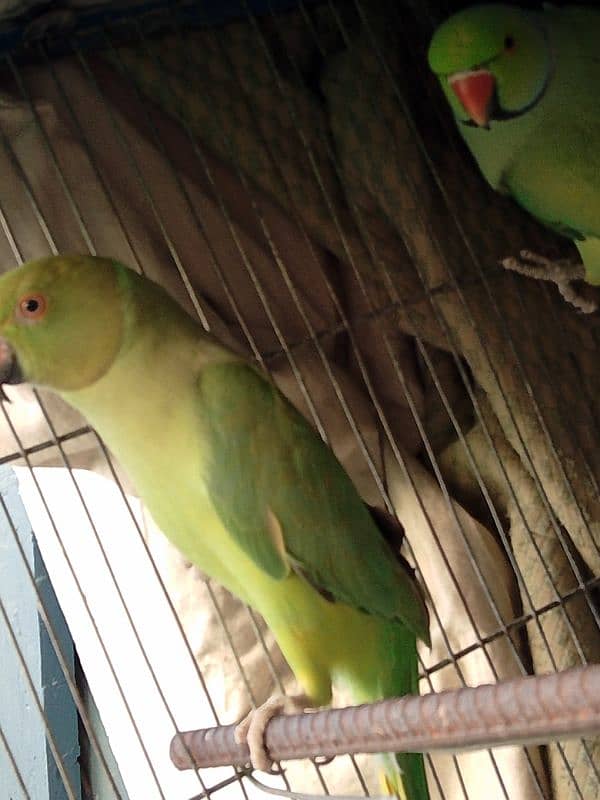 Breeding Pair Urgent sale 1